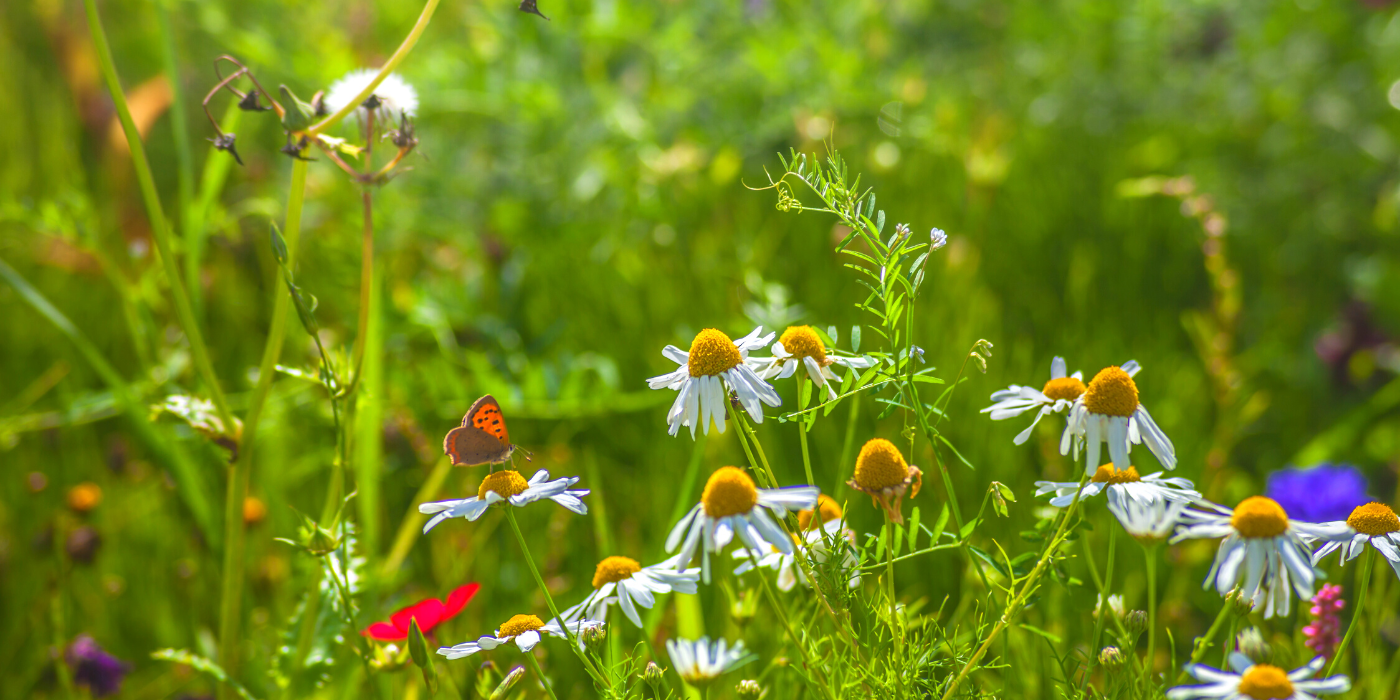 IQ Biodiversity - Blog Header Image 1