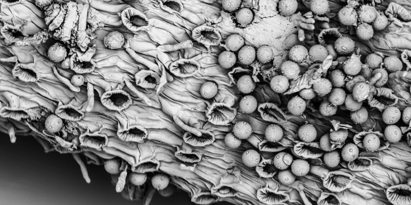 Harebell Stigma showing pollen grains